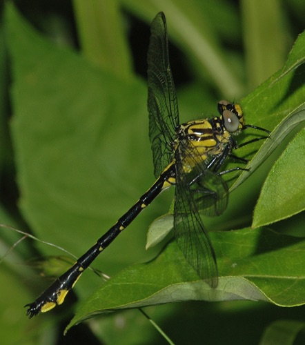 Male, immature
2006_05_23_Chattooga